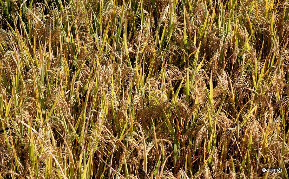   मधेसमा यो वर्ष धान उत्पादनमा कमी आउने