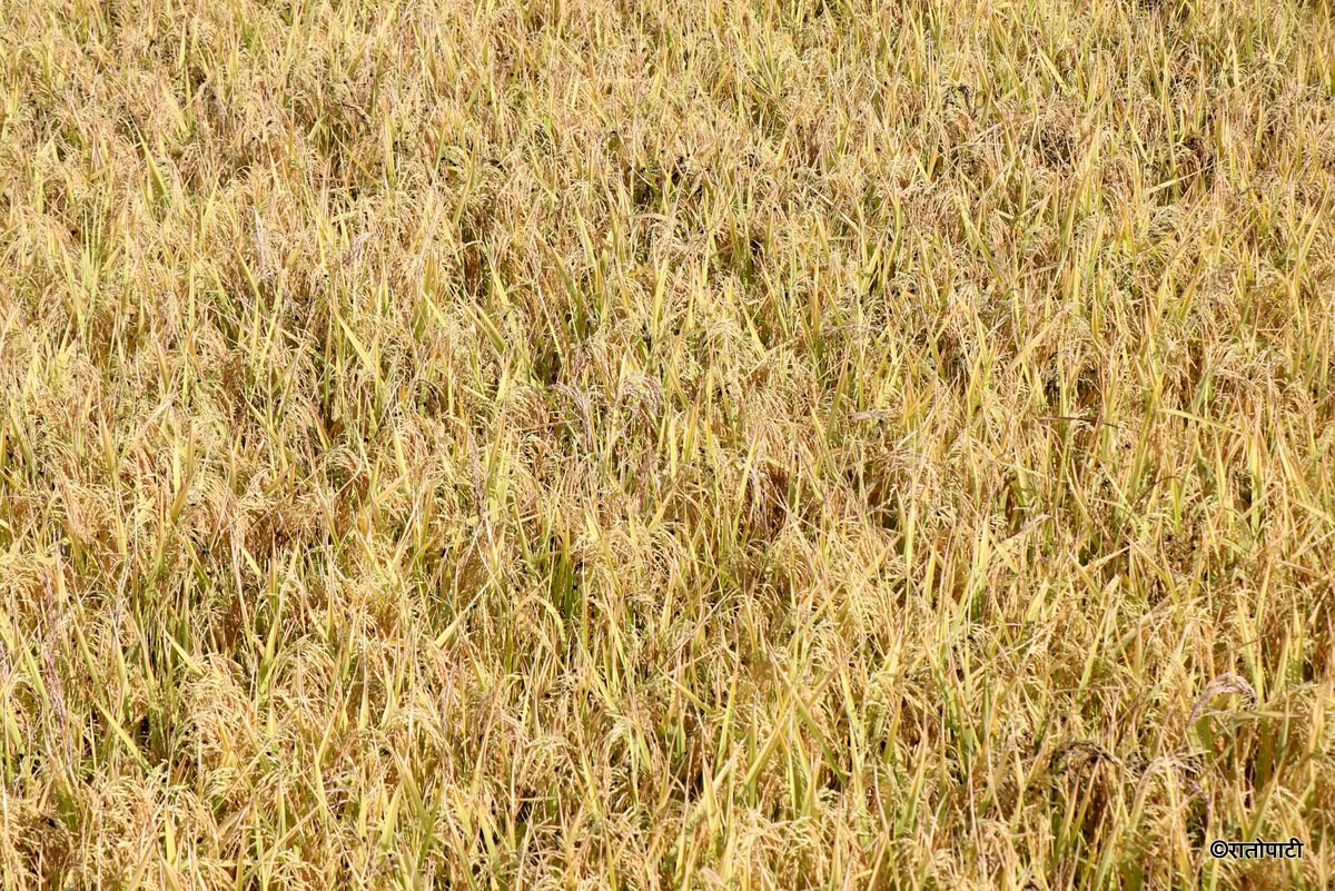   चितवनमा धान उत्पादनमा वृद्धि