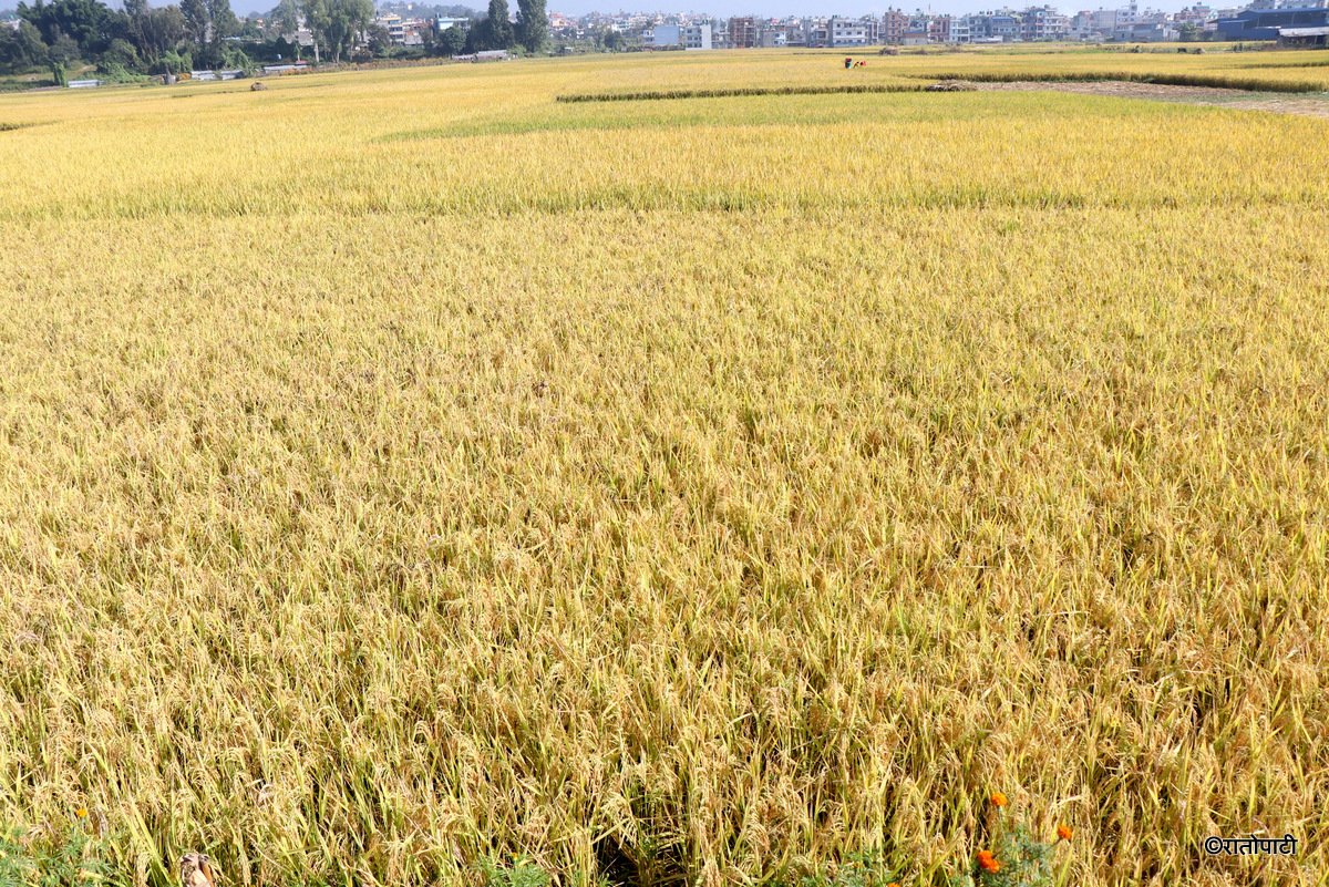   रौतहटमा धान उत्पादन घट्यो