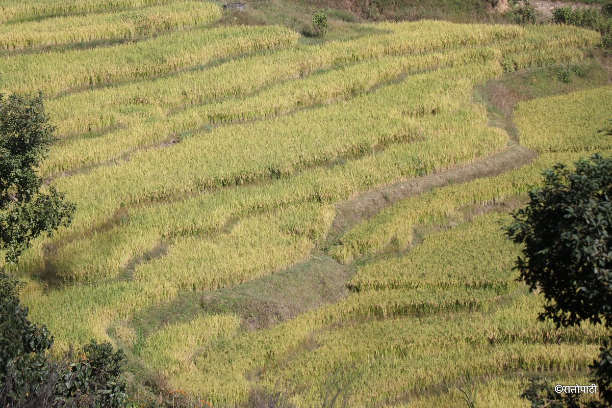 dhan bali ktm (8)