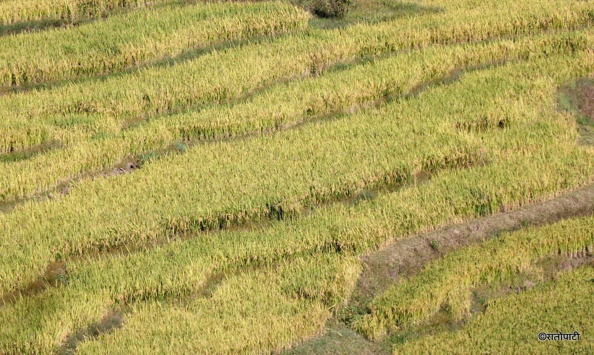 dhan bali ktm (9)
