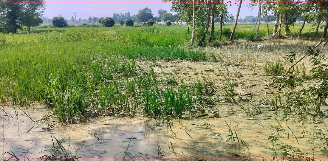   महोत्तरीमा बाढीले हजारौँ बिघा धान नष्ट, किसानको पसिना बगायो