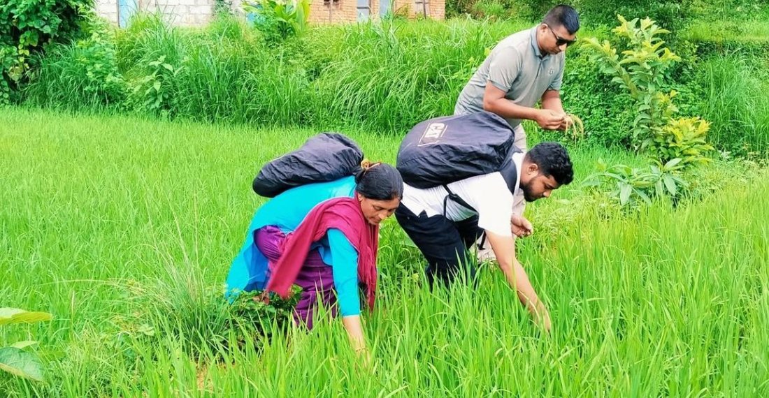   जेठो बुढो धानमा ‘ब्लाष्ट’ रोग देखियो