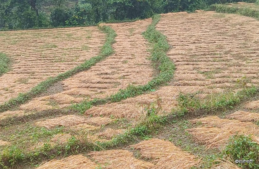   बाँकेमा धानखेती क्षेत्र घट्यो, उत्पादन बढ्यो