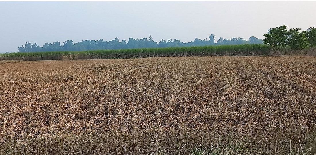 कञ्चनपुरमा सयौँ बिघा धान नष्ट,  क्षेत्राधिकार नपर्ने भन्दै कृषि मन्त्रालयले झिक्यो हात