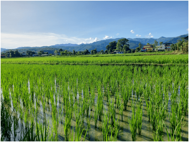 नवलपरासी पूर्वका अधिकांश स्थानमा सकियो रोपाइँ