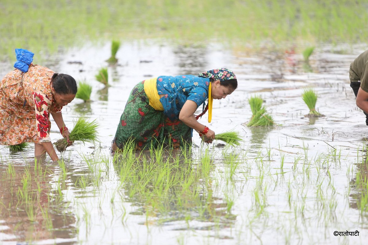   देशभर करिब ७२ प्रतिशत धान रोपाइँ सम्पन्न