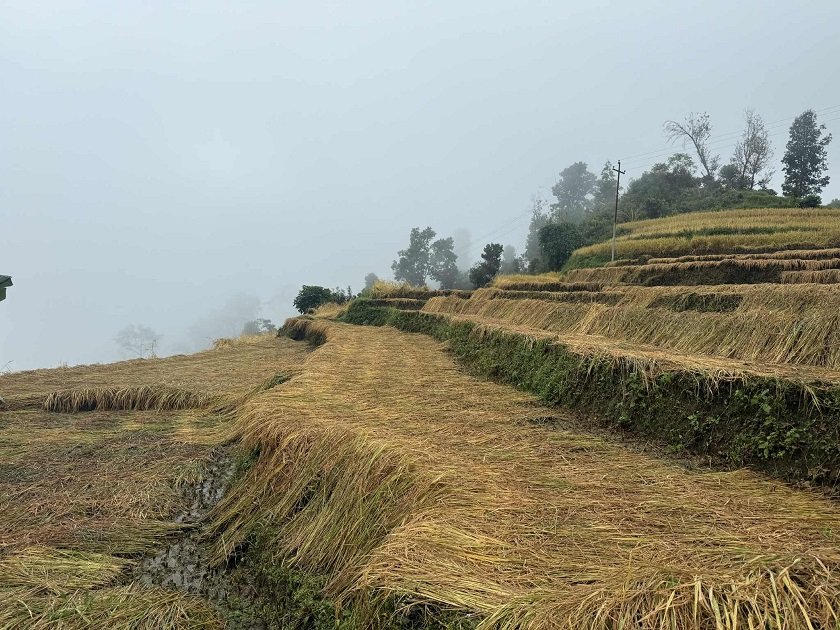   पर्वतमा धानबालीमा क्षति पुगेका कृषकलाई राहत दिइने