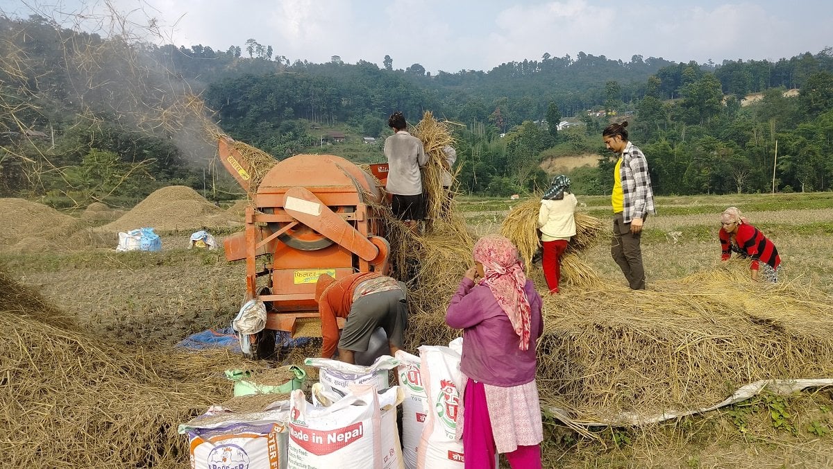 बागमतीमा विपद्का कारण धान उत्पादन घट्ने