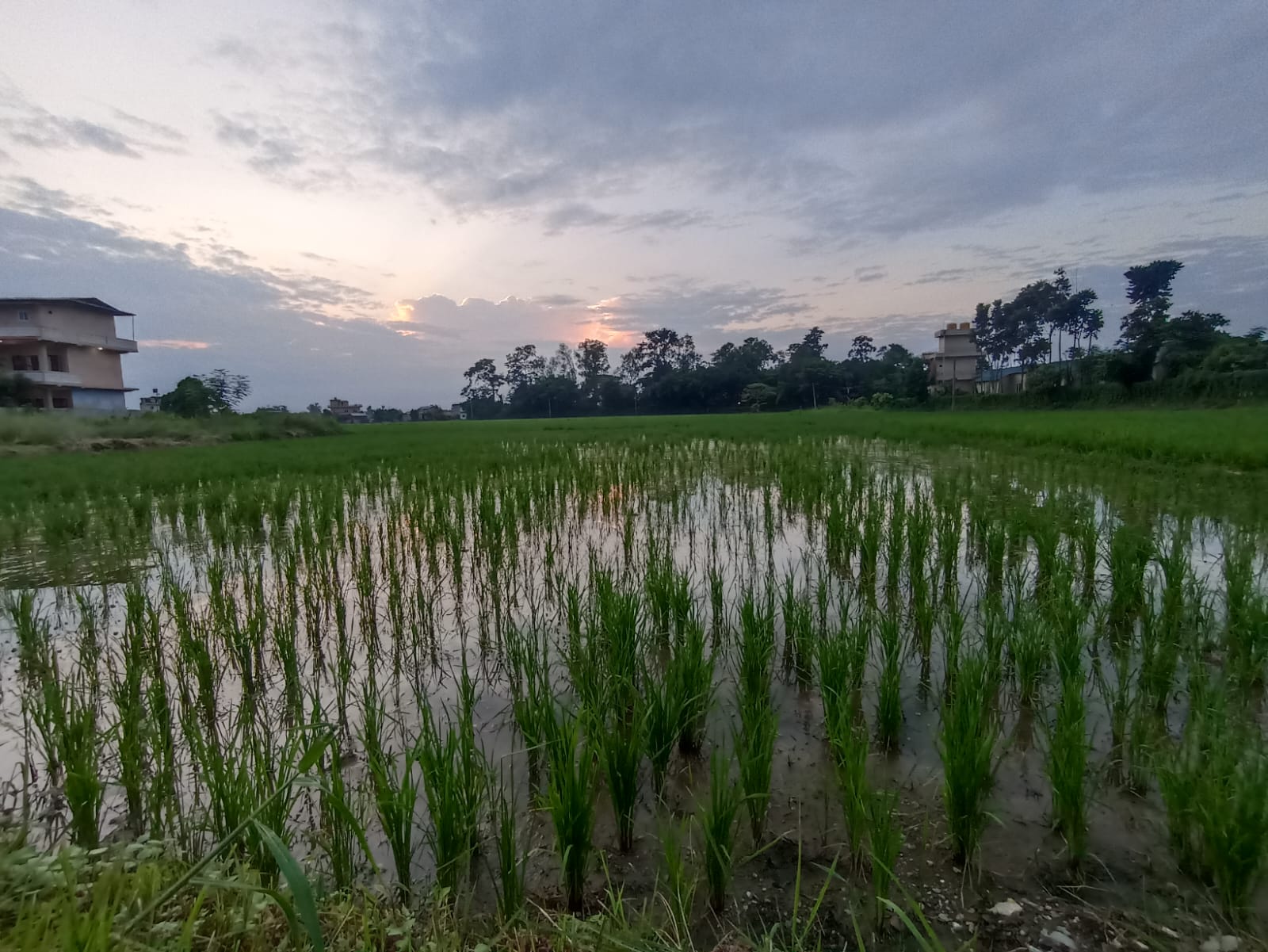 धान बालीमा फेद कुहिने रोग लाग्न सक्ने भन्दै व्यवस्थापन गर्न नार्कको आग्रह