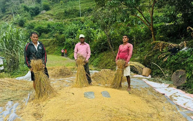 म्याग्दीमा धान र कोदोको उत्पादन बढ्यो