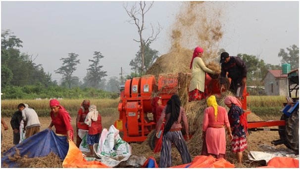 नवलपरासीका किसानलाई धान काट्न भ्याइनभ्याइ, उत्पादन बढने अनुमान