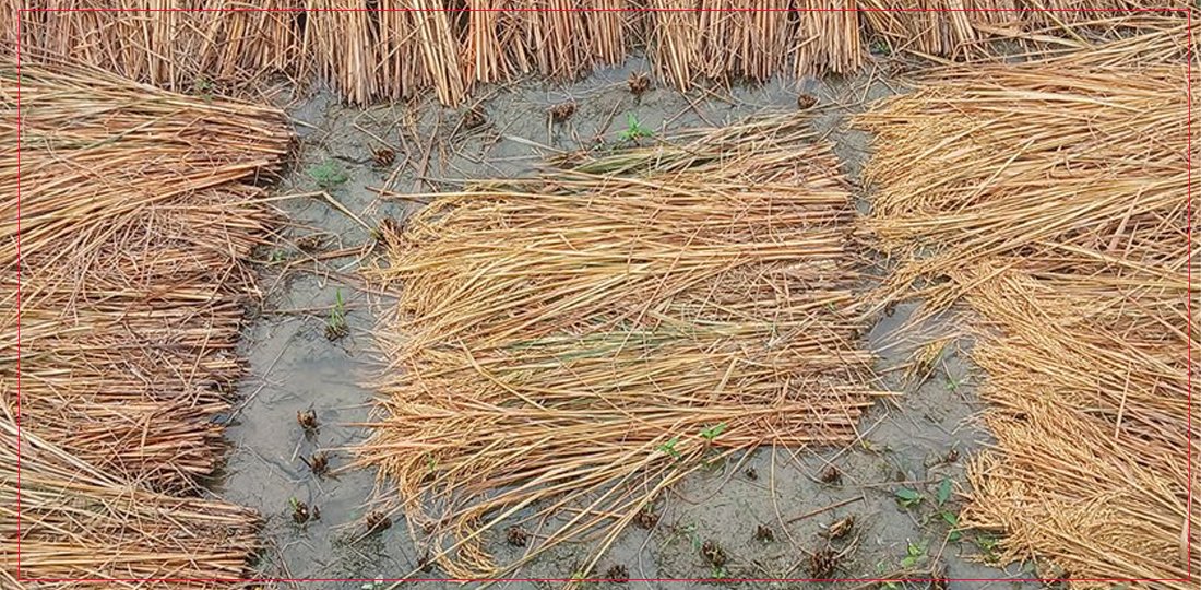   विपद्को असर: बागमती प्रदेशमा धान उत्पादन घट्ने अनुमान