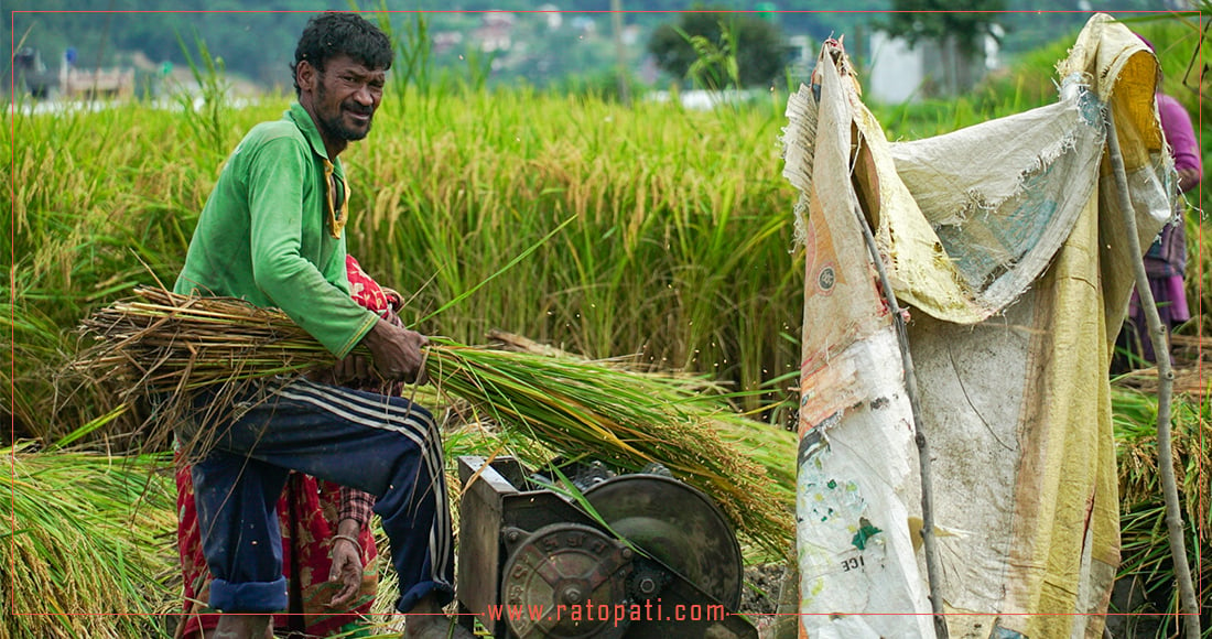 पनौतीका किसानलाई धान भित्र्याउने चटारो (फोटोफिचर)