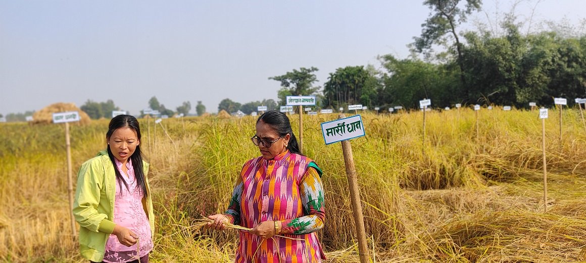 झापामा  फल्यो ८१ प्रजातिको रैथाने धान