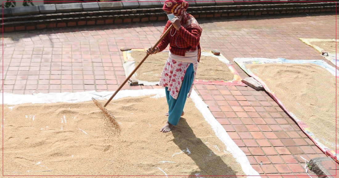   कीर्तिपुरका किसानहरूलाई धान सुकाउने चटारो, तस्बिरहरू