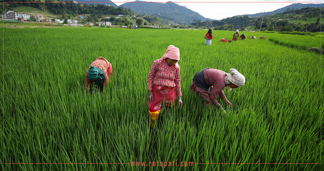 फर्सिडोलमा धान गोड्ने चटारो, तस्बिरहरू