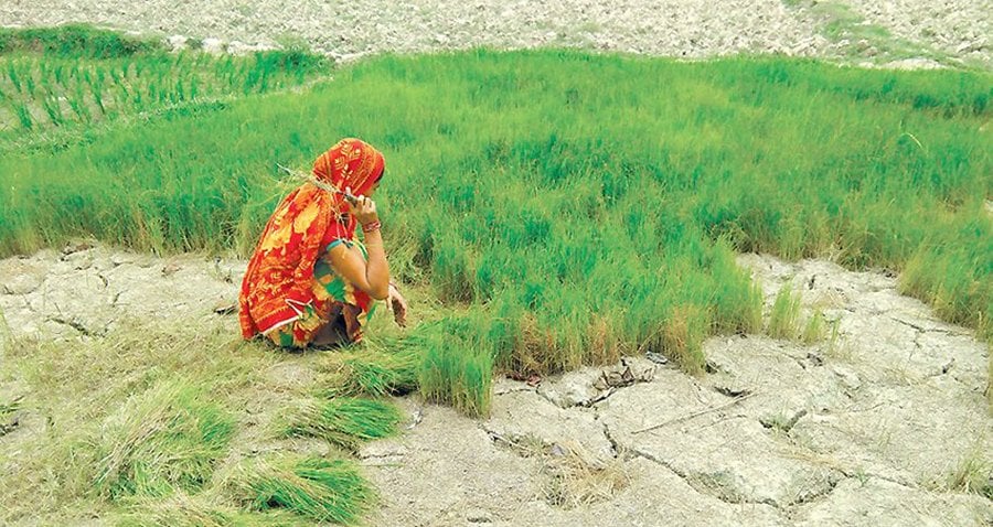 खडेरीको असर : खेतमै सुक्न थाल्यो धान र कोदाको बीउ