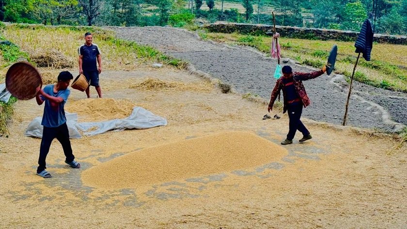   धान पाक्ने सिजनमा १० अर्ब बराबरको धान र चामल आयात