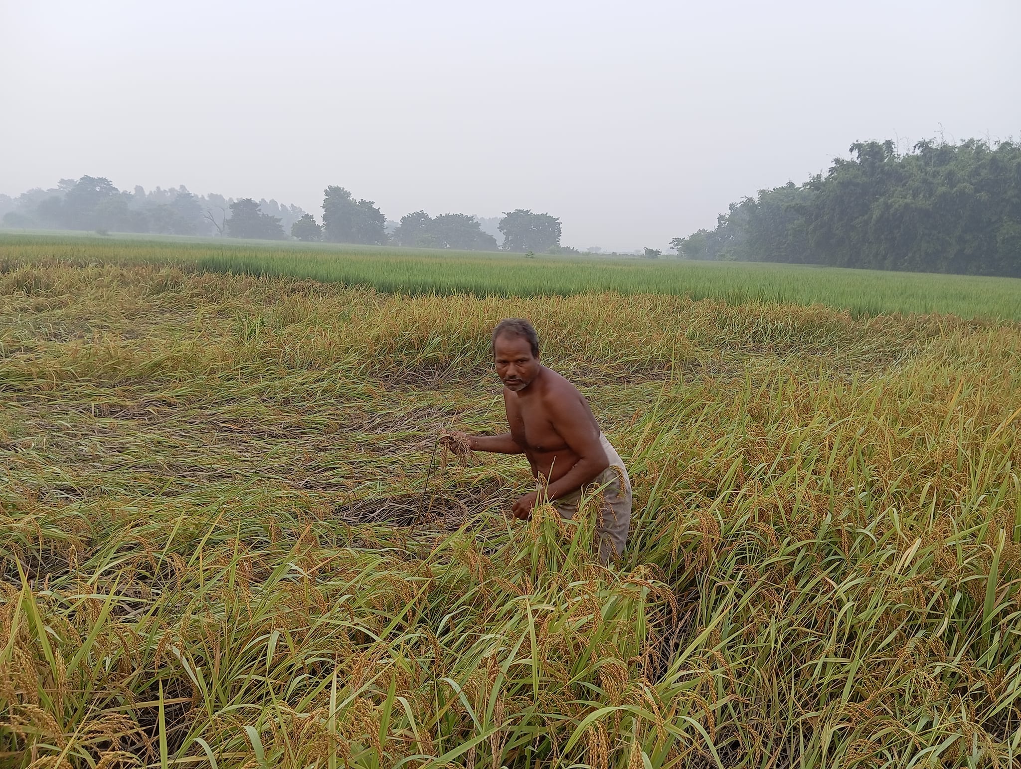 सुनसरीमा किसान भन्छन्– यस पटकको दसैँ दशा भएर आयो