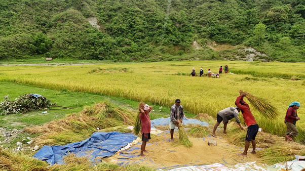 चैते धान थन्क्याउने चटारोमा किसान