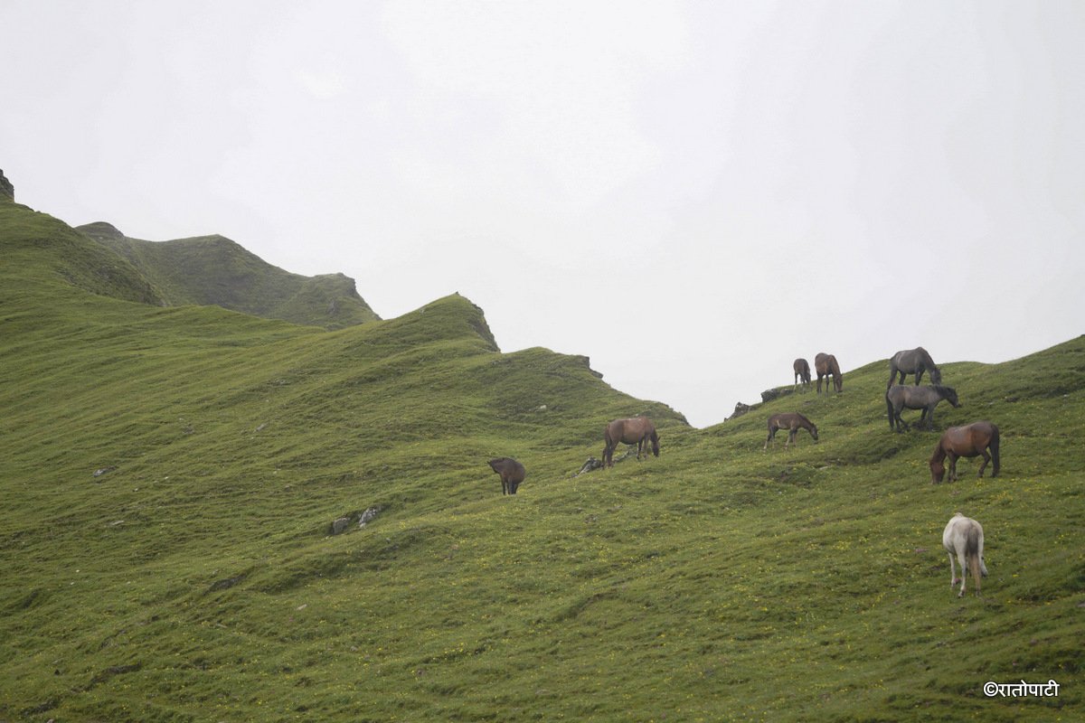 Dhorpatan (15)