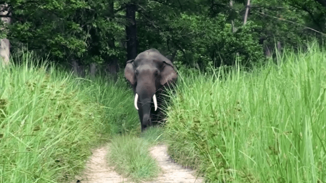 Rampaging Elephant 'Dhruve' to be Sedated, Tusk Trimmed, and Fitted with New Radio Collar