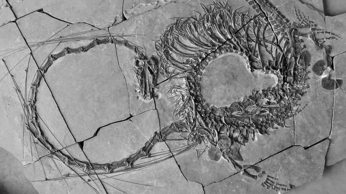वैज्ञानिकहरूले फेला पारे २४ करोड वर्ष पुरानो ‘ड्रागन’को जीवाश्म