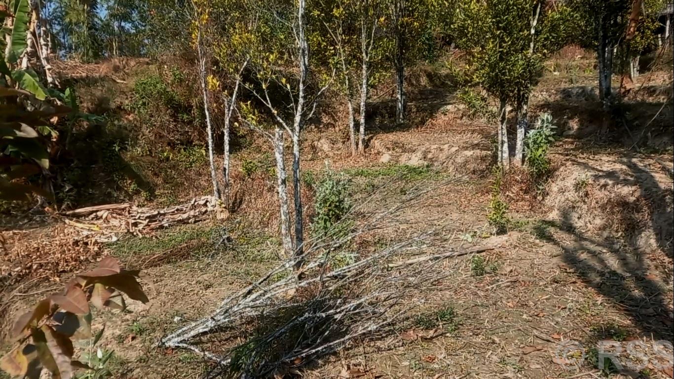   सुन्तलाका बोट सुक्दै गएपछि भोजपुरका किसान समस्यामा