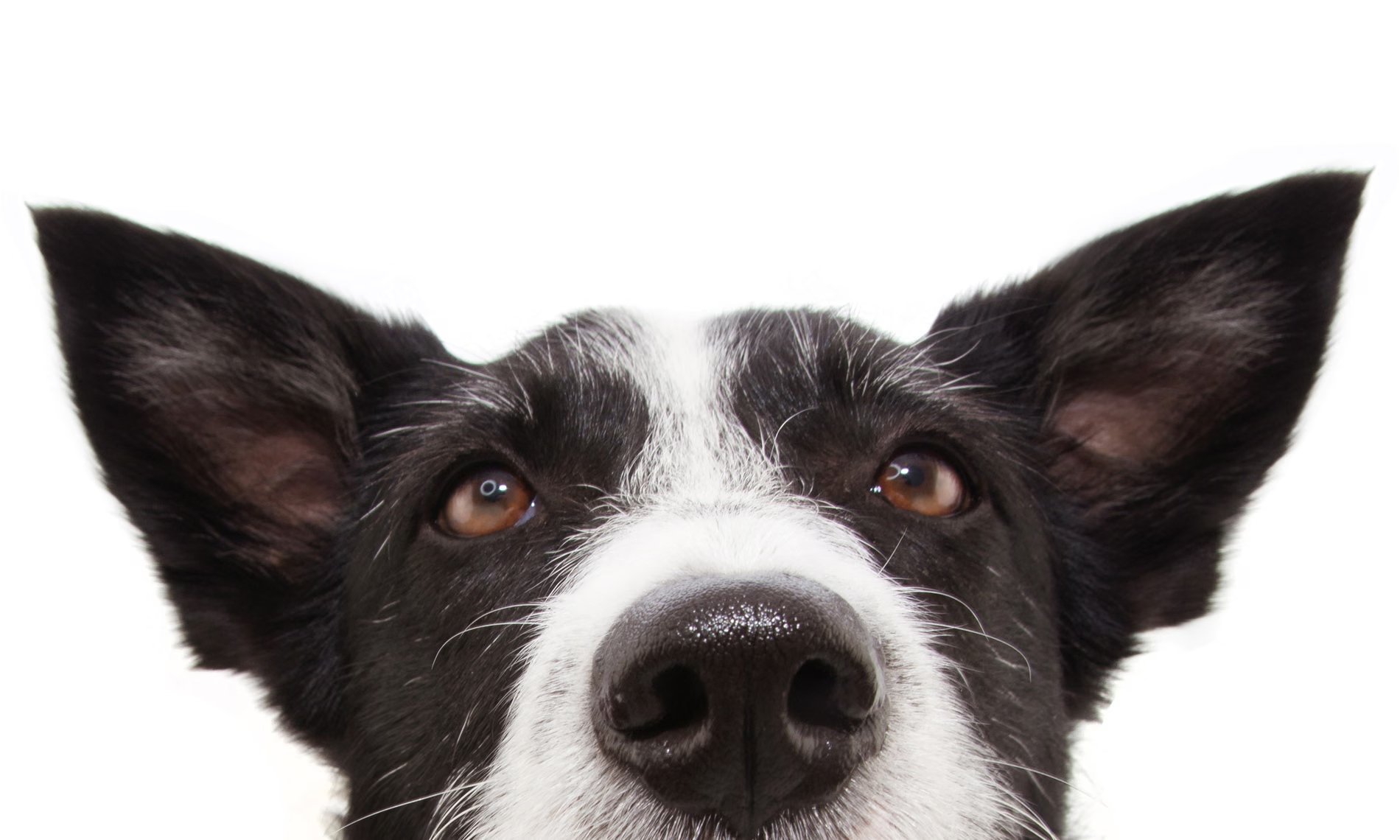 dog-5