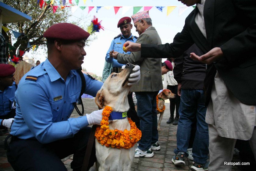dog-nepali-police-tihar (10)