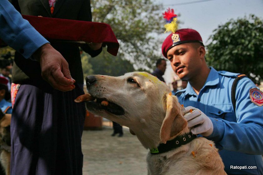 dog-nepali-police-tihar (11)