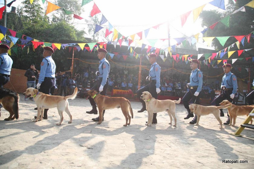 dog-nepali-police-tihar (12)