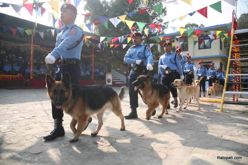 dog-nepali-police-tihar (13)