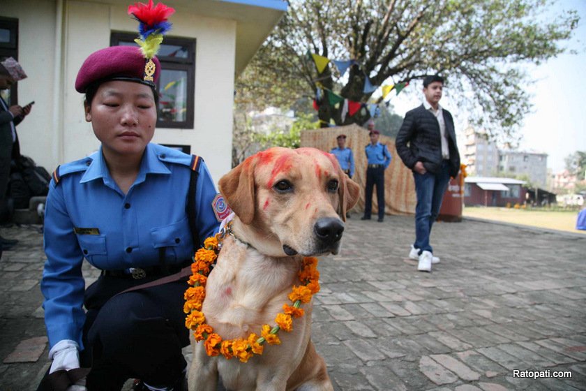 dog-nepali-police-tihar (15)