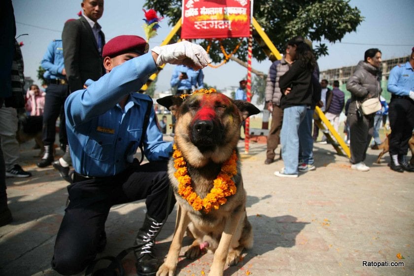 dog-nepali-police-tihar (16)