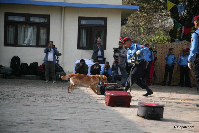 dog-nepali-police-tihar (18)