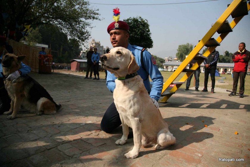 dog-nepali-police-tihar (19)