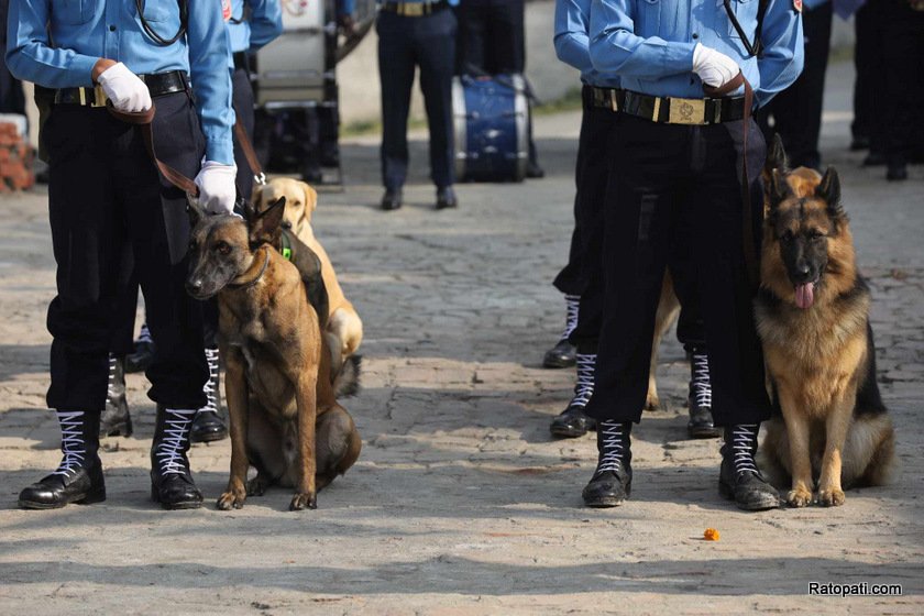 dog-nepali-police-tihar (2)