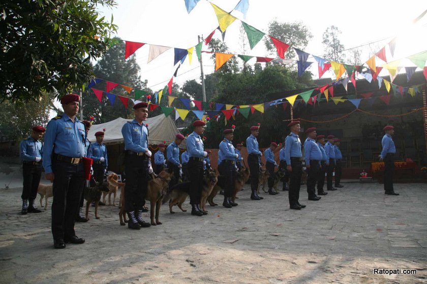 dog-nepali-police-tihar (21)