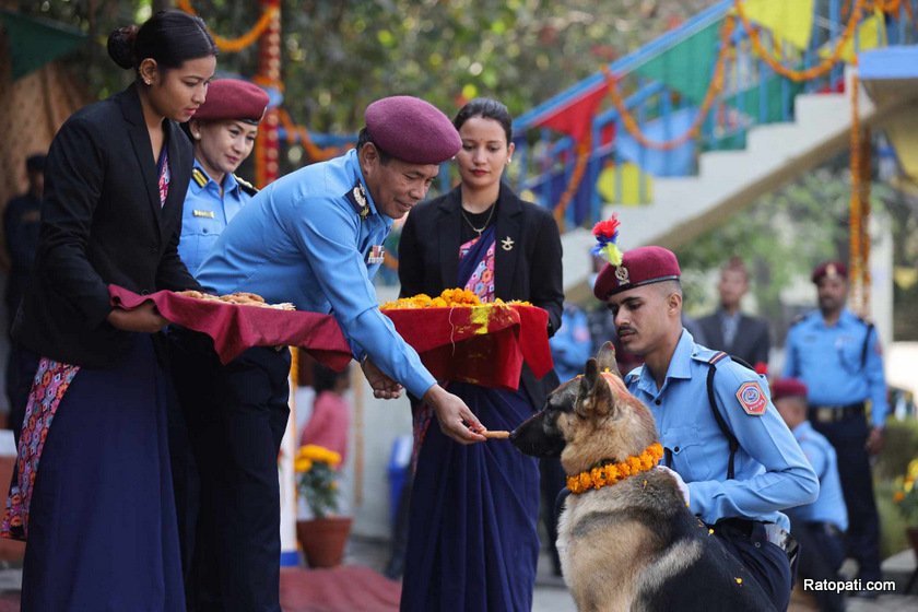 dog-nepali-police-tihar (23)