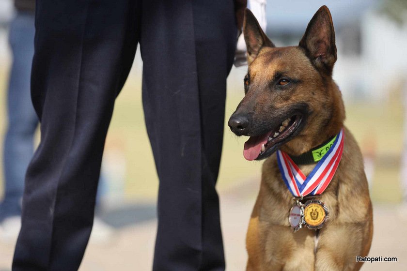 dog-nepali-police-tihar (24)