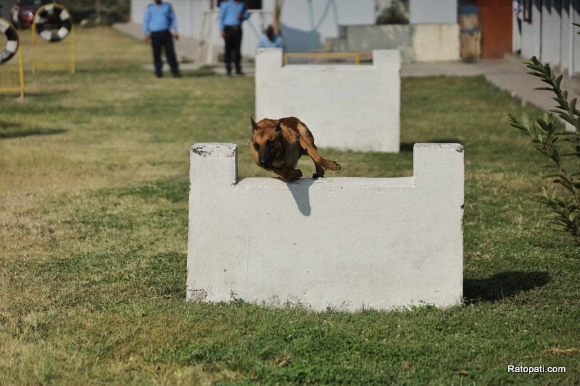 dog-nepali-police-tihar (26)