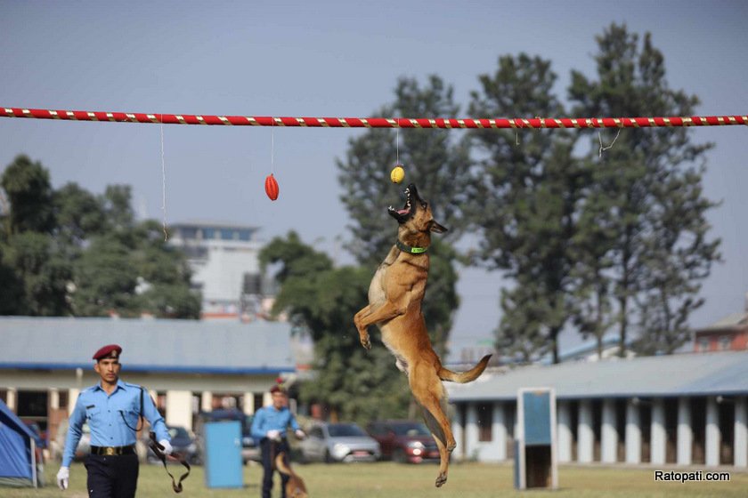 dog-nepali-police-tihar (27)