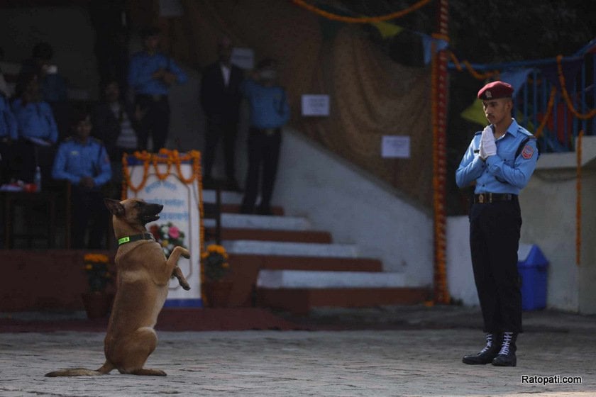 dog-nepali-police-tihar (28)