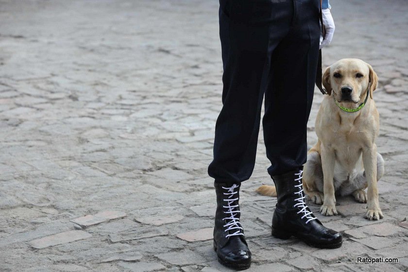 dog-nepali-police-tihar (4)