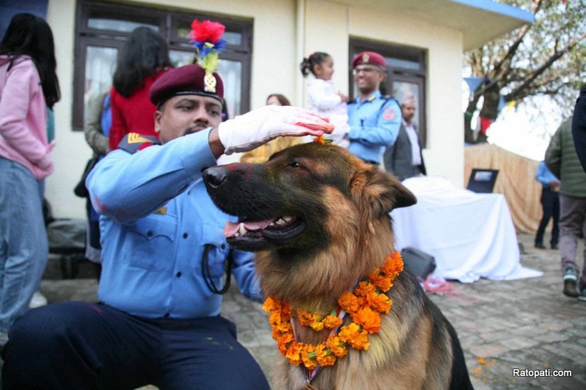 dog-nepali-police-tihar (5)