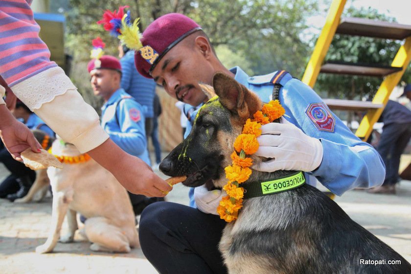 dog-nepali-police-tihar (6)