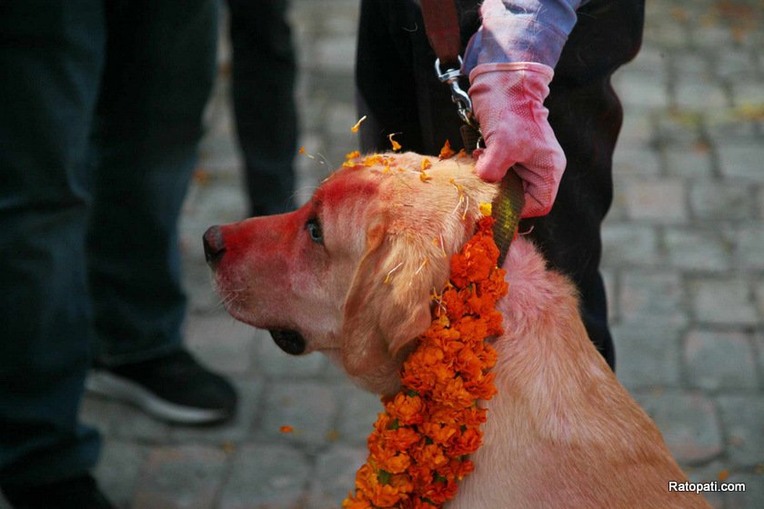 dog-nepali-police-tihar (8)