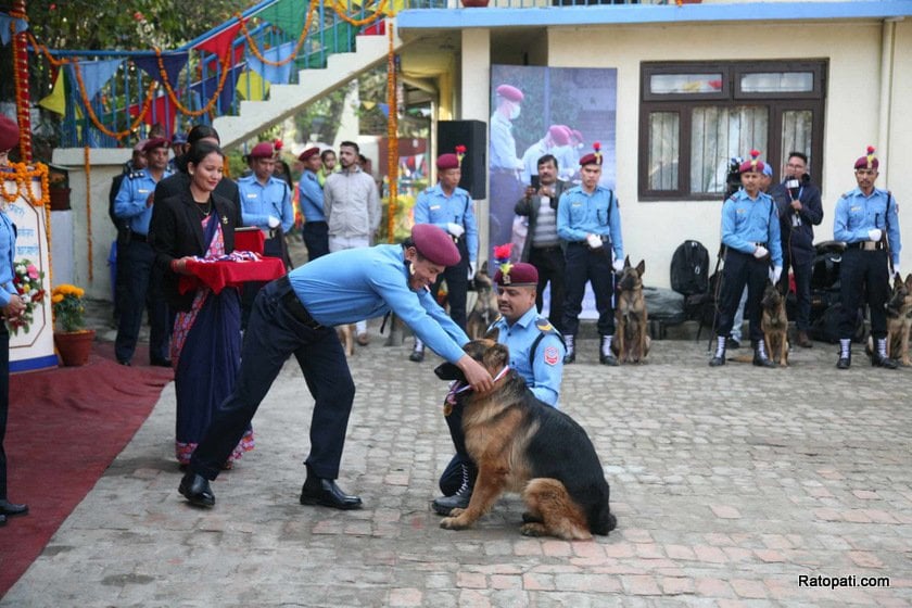 dog-nepali-police-tihar (9)